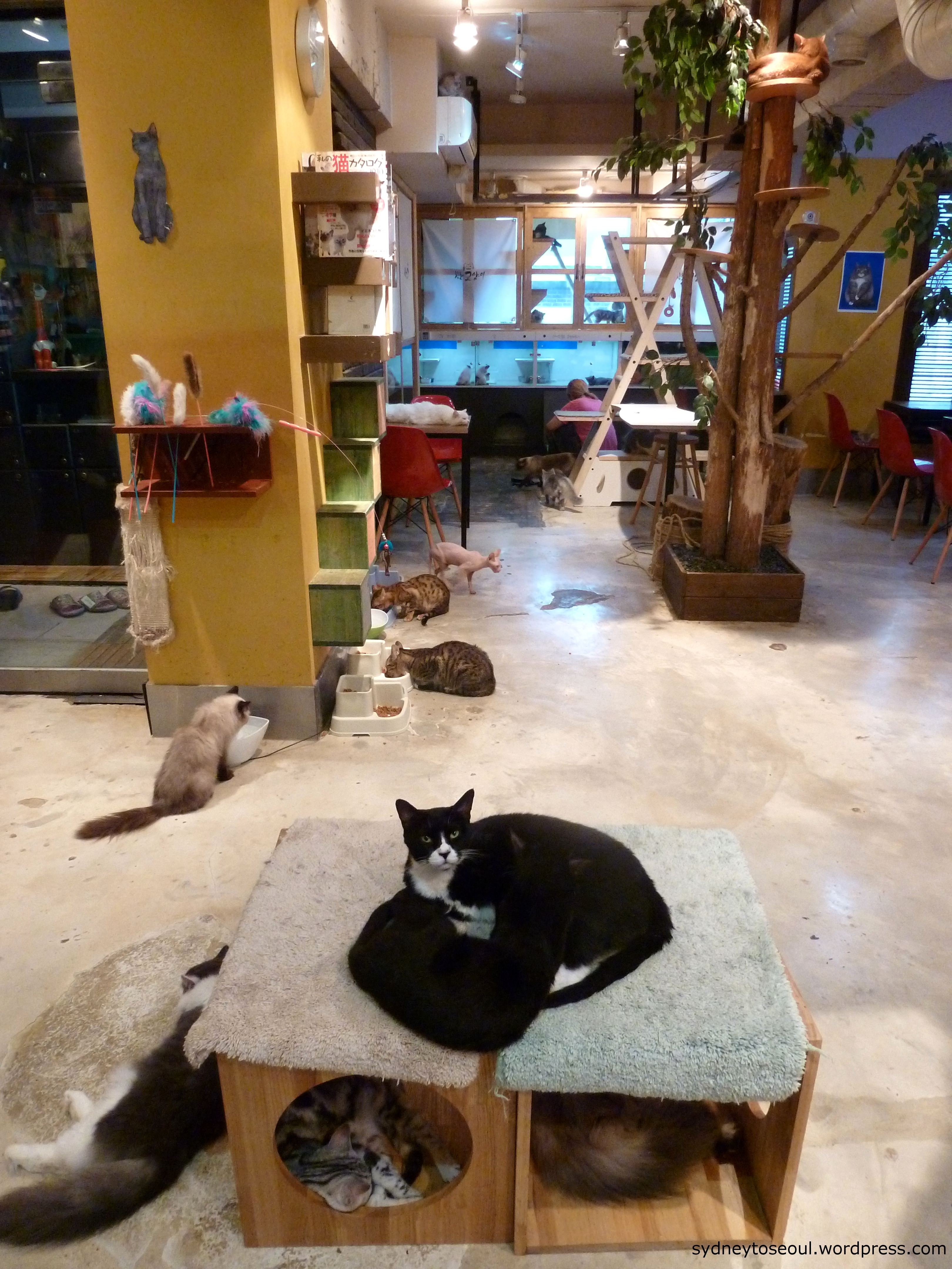 Cheong Chun Cat Cafe  in HongDae sydneytoseoul